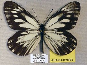  (Aporia harrietae paracrea - AHAR-CHYNS1)  @15 [ ] CreativeCommons - Attribution Non-Commercial Share-Alike (2012) Unspecified ZEB