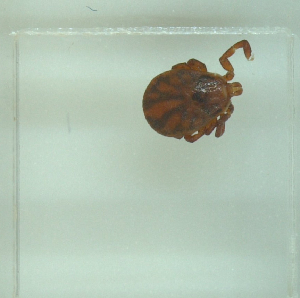  ( - NMNH-2022-030-B07)  @11 [ ] No Rights Reserved (2022) Yvonne Linton Smithsonian Institution National Museum of Natural History