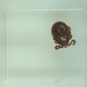  ( - NMNH-2022-030-B11)  @11 [ ] No Rights Reserved (2022) Yvonne Linton Smithsonian Institution National Museum of Natural History