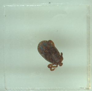 ( - NMNH-2022-031-C02)  @11 [ ] No Rights Reserved (2022) Yvonne Linton Smithsonian Institution National Museum of Natural History