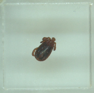  ( - NMNH-2022-031-E06)  @11 [ ] No Rights Reserved (2022) Yvonne Linton Smithsonian Institution National Museum of Natural History
