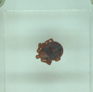  ( - NMNH-2022-031-G11)  @11 [ ] No Rights Reserved (2022) Yvonne Linton Smithsonian Institution National Museum of Natural History