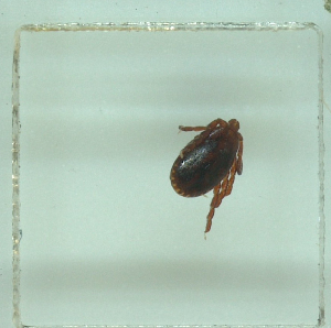  ( - NMNH-2022-032-F04)  @11 [ ] No Rights Reserved (2022) Yvonne Linton Smithsonian Institution National Museum of Natural History