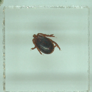  ( - NMNH-2022-032-F05)  @11 [ ] No Rights Reserved (2022) Yvonne Linton Smithsonian Institution National Museum of Natural History