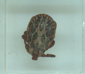  ( - NMNH-2022-033-A02)  @11 [ ] No Rights Reserved (2022) Yvonne Linton Smithsonian Institution National Museum of Natural History
