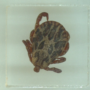  ( - NMNH-2022-033-A09)  @11 [ ] No Rights Reserved (2022) Yvonne Linton Smithsonian Institution National Museum of Natural History