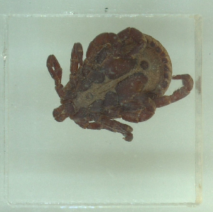  ( - NMNH-2022-033-A09)  @11 [ ] No Rights Reserved (2022) Yvonne Linton Smithsonian Institution National Museum of Natural History