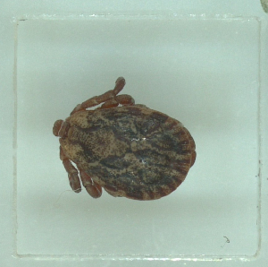  ( - NMNH-2022-033-A10)  @11 [ ] No Rights Reserved (2022) Yvonne Linton Smithsonian Institution National Museum of Natural History