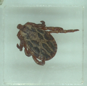  ( - NMNH-2022-033-A11)  @11 [ ] No Rights Reserved (2022) Yvonne Linton Smithsonian Institution National Museum of Natural History