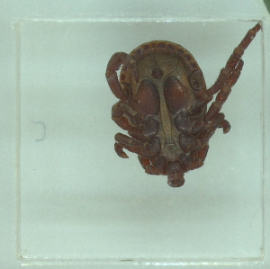  ( - NMNH-2022-033-A11)  @11 [ ] No Rights Reserved (2022) Yvonne Linton Smithsonian Institution National Museum of Natural History