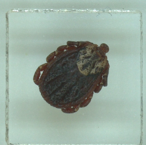  ( - NMNH-2022-033-B06)  @11 [ ] No Rights Reserved (2022) Yvonne Linton Smithsonian Institution National Museum of Natural History