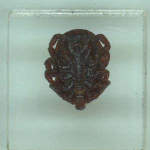  ( - NMNH-2022-033-B06)  @11 [ ] No Rights Reserved (2022) Yvonne Linton Smithsonian Institution National Museum of Natural History