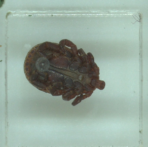  ( - NMNH-2022-033-D07)  @11 [ ] No Rights Reserved (2022) Yvonne Linton Smithsonian Institution National Museum of Natural History