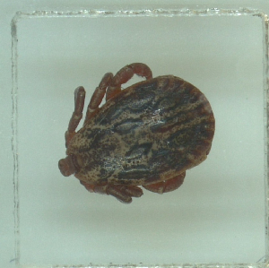  ( - NMNH-2022-033-D09)  @11 [ ] No Rights Reserved (2022) Yvonne Linton Smithsonian Institution National Museum of Natural History