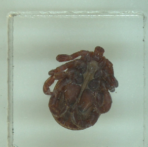  ( - NMNH-2022-033-D09)  @11 [ ] No Rights Reserved (2022) Yvonne Linton Smithsonian Institution National Museum of Natural History