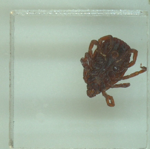  ( - NMNH-2022-034-E09)  @11 [ ] No Rights Reserved (2022) Yvonne Linton Smithsonian Institution National Museum of Natural History