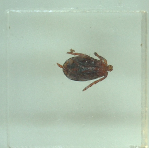  ( - NMNH-2022-035-B09)  @11 [ ] No Rights Reserved (2022) Yvonne Linton Smithsonian Institution National Museum of Natural History