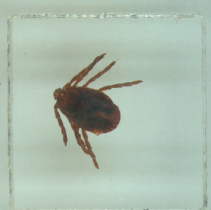  ( - NMNH-2022-035-C05)  @11 [ ] No Rights Reserved (2022) Yvonne Linton Smithsonian Institution National Museum of Natural History