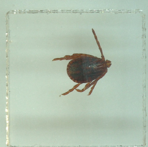  ( - NMNH-2022-035-C09)  @11 [ ] No Rights Reserved (2022) Yvonne Linton Smithsonian Institution National Museum of Natural History