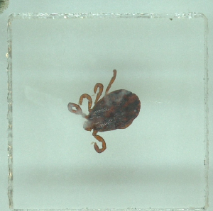  ( - NMNH-2022-035-C11)  @11 [ ] No Rights Reserved (2022) Yvonne Linton Smithsonian Institution National Museum of Natural History