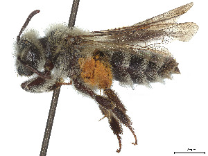  (Andrena apacheorum - CCDB-37881-A04)  @11 [ ] CreativeCommons - Attribution Share - Alike (2024) CBG Photography Group Centre for Biodiversity Genomics