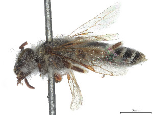  (Andrena arenicola - CCDB-37881-A05)  @11 [ ] CreativeCommons - Attribution Share - Alike (2024) CBG Photography Group Centre for Biodiversity Genomics