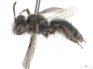  (Andrena cyanosoma - CCDB-37881-B10)  @11 [ ] CreativeCommons - Attribution Share - Alike (2024) CBG Photography Group Centre for Biodiversity Genomics