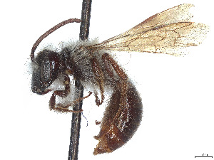  (Andrena durangoensis - CCDB-37881-B12)  @11 [ ] CreativeCommons - Attribution Share - Alike (2024) CBG Photography Group Centre for Biodiversity Genomics