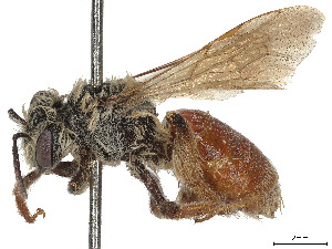  (Andrena erythrogaster - CCDB-37881-C01)  @11 [ ] CreativeCommons - Attribution Share - Alike (2024) CBG Photography Group Centre for Biodiversity Genomics