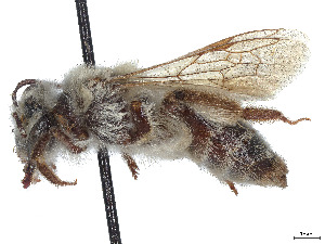  (Andrena monilicornis - CCDB-37881-C04)  @11 [ ] CreativeCommons - Attribution Share - Alike (2024) CBG Photography Group Centre for Biodiversity Genomics
