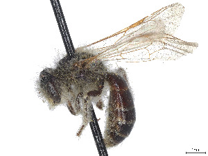  (Andrena nevadensis - CCDB-37881-C05)  @11 [ ] CreativeCommons - Attribution Share - Alike (2024) CBG Photography Group Centre for Biodiversity Genomics