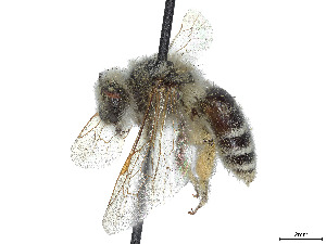  (Andrena wellesleyana - CCDB-37881-F05)  @11 [ ] CreativeCommons - Attribution Share - Alike (2024) CBG Photography Group Centre for Biodiversity Genomics
