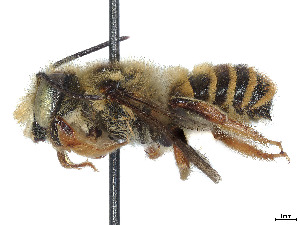  (Megachile vitraci - CCDB-37882-C09)  @11 [ ] CreativeCommons - Attribution Share - Alike (2024) CBG Photography Group Centre for Biodiversity Genomics