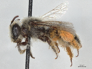  (Andrena fulvipennis - CCDB-37885-A04)  @11 [ ] CreativeCommons - Attribution (2023) CBG Photography Group Centre for Biodiversity Genomics