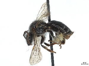  (Macropis ciliata - CCDB-37885-D01)  @11 [ ] CreativeCommons - Attribution (2023) CBG Photography Group Centre for Biodiversity Genomics