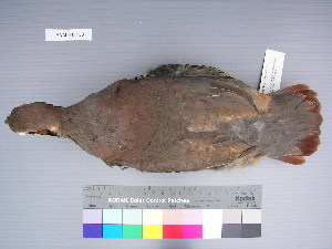  ( - USNM 643433)  @14 [ ] Unspecified (default): All Rights Reserved  Unspecified Unspecified
