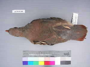  ( - USNM 643569)  @13 [ ] Unspecified (default): All Rights Reserved  Unspecified Unspecified