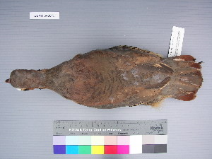  ( - USNM 643570)  @13 [ ] Unspecified (default): All Rights Reserved  Unspecified Unspecified