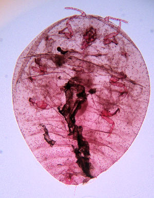  (Hypogeococcus - ARC-PPRI SB71_1)  @11 [ ] CreativeCommons - Attribution Non-Commercial Share-Alike (2011) Mamadi Theresa Sethusa ARC-PPRI