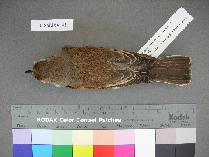  ( - USNM 641321)  @11 [ ] Copyright  Smithsonian Institution 2010 Unspecified