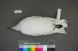  (Chroicocephalus ridibundus - USNM 641345)  @14 [ ] Copyright  Smithsonian Institution 2010 Unspecified