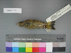  (Chloris - USNM 641841)  @14 [ ] Unspecified (default): All Rights Reserved  Unspecified Unspecified