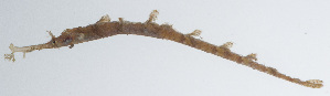  (Halicampus macrorhynchus - PIL-217)  @11 [ ] CreativeCommons  Attribution Non-Commercial (by-nc) (2014) Unspecified Smithsonian Institution National Museum of Natural History