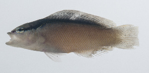  (Pseudochromis perspicillatus - PIL-256)  @11 [ ] CreativeCommons  Attribution Non-Commercial (by-nc) (2014) Unspecified Smithsonian Institution National Museum of Natural History