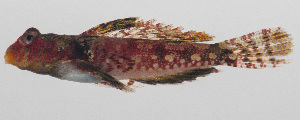  (Synchiropus morrisoni - PIL-318)  @11 [ ] CreativeCommons  Attribution Non-Commercial (by-nc) (2014) Unspecified Smithsonian Institution National Museum of Natural History