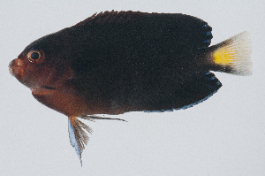  (Centropyge fisheri - PIL-364)  @11 [ ] CreativeCommons  Attribution Non-Commercial (by-nc) (2014) Unspecified Smithsonian Institution National Museum of Natural History