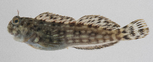  (Entomacrodus decussatus - PIL-383)  @11 [ ] CreativeCommons  Attribution Non-Commercial (by-nc) (2014) Unspecified Smithsonian Institution National Museum of Natural History