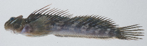  (Andamia reyi - PIL-386)  @11 [ ] CreativeCommons  Attribution Non-Commercial (by-nc) (2014) Unspecified Smithsonian Institution National Museum of Natural History