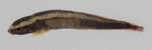  (Discotrema monogrammum - PIL-431)  @11 [ ] CreativeCommons  Attribution Non-Commercial (by-nc) (2014) Unspecified Smithsonian Institution National Museum of Natural History