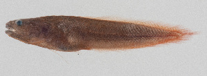  (Microbrotula - PIL-441)  @11 [ ] CreativeCommons  Attribution Non-Commercial (by-nc) (2014) Unspecified Smithsonian Institution National Museum of Natural History
